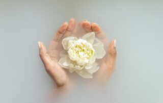 A women hands/palm Holding White Rose.