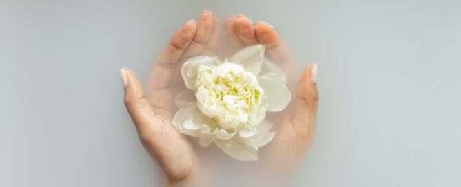 A women hands/palm Holding White Rose.
